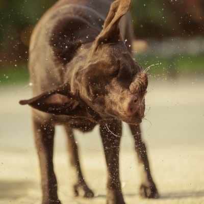 Por qué los perros se sacuden sin estar mojados