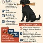 Ripken: El Perro Recogebates