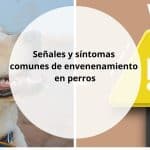 Señales y síntomas comunes de envenenamiento en perros