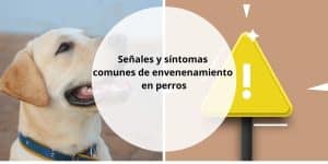 Señales y síntomas comunes de envenenamiento en perros