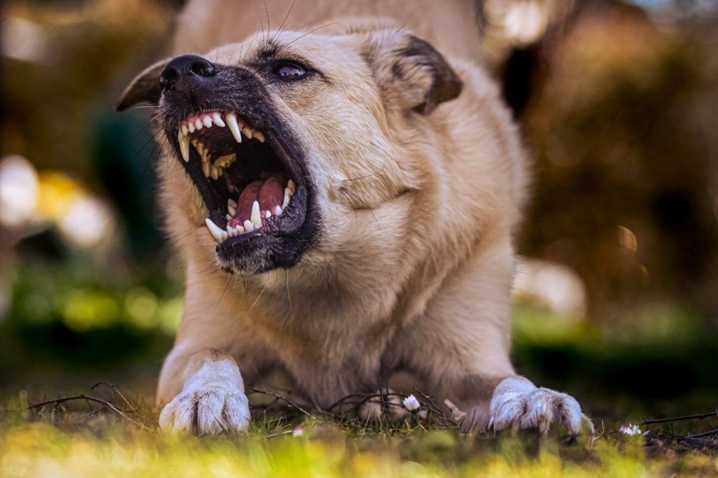 Signos de comportamiento agresivo en perras