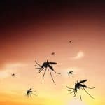 ¿Pican los mosquitos a los perros? Signos de picaduras de jejenes en perros domésticos
