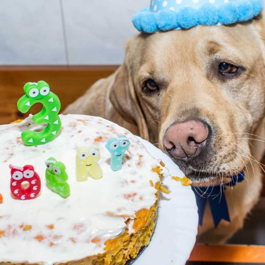 Tarta de cumpleaños para perros