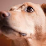 Temaril P para perros - Guía completa de este medicamento