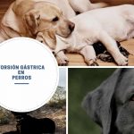 Torsión Gástrica en Perros: Síntomas, Causas y Tratamiento
