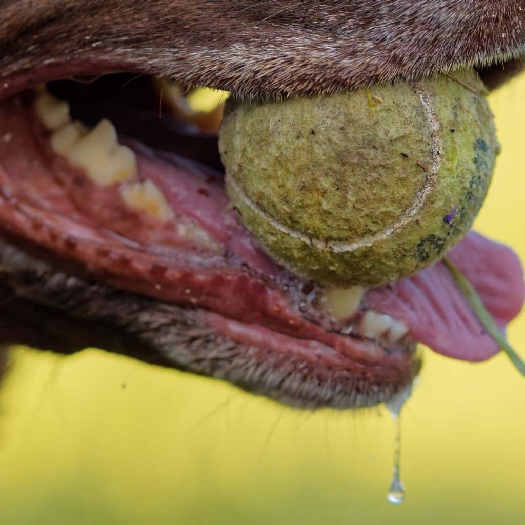 mitos sobre la saliva de los perros