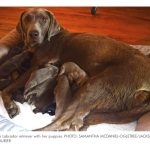 parto multiple perra labrador