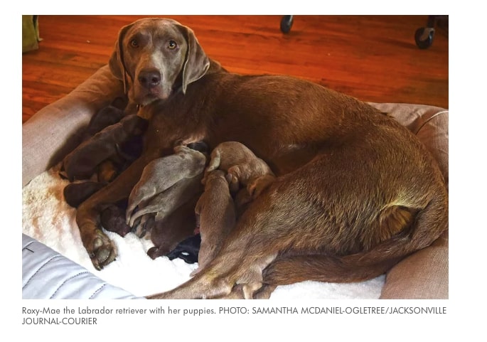 parto multiple perra labrador