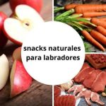 snacks naturales para labradores