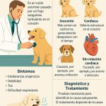 soplo cardiaco perros