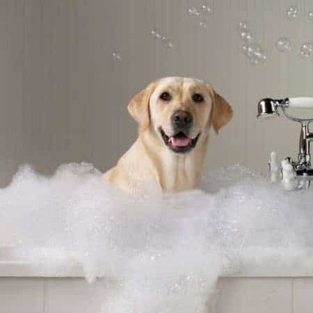 Consejos para bañar a un Labrador